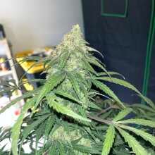 Review Image - Green Crack Auto Feminised Seeds - 5