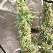 Review Image - Blueberry Cheese Auto Feminised Seeds - 3