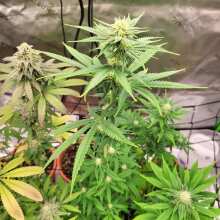 Review Image - Bubba Cheesecake Feminised Seeds - 5