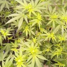 Review Image - Chocolate Haze Feminised Seeds - 5