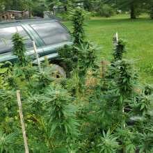 Review Image - Northern Lights Auto Feminised Seeds