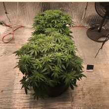 Review Image - Hawaii Maui Waui Feminised Seeds - 5