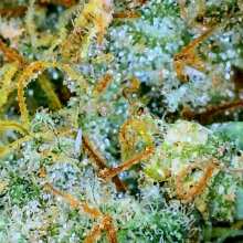 Review Image - Golden Pineapple S1 Feminised Seeds - 5