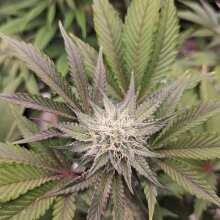 Review Image - Wonka's Vineyard Feminised Seeds - 5