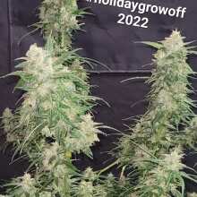 Review Image - Green Crack Auto Feminised Seeds