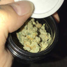 Image de révision - Ice Dream Cake Feminized Seeds