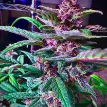 Review Image - Blackberry Kush Auto Feminised Seeds - 3