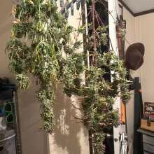 Image de révision - Cookie Apple OG F1 Auto Feminised Seeds