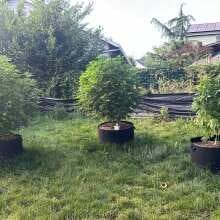 Review Image - Wedding Cake Feminised Seeds - 3