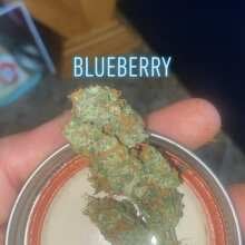 Review Image - Blueberry Auto Feminised Seeds - 5
