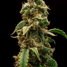 Review Image - Cookie Apple OG F1 Auto Feminised Seeds