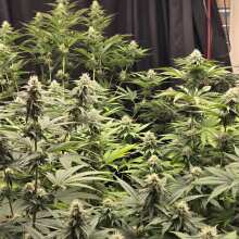 Review Image - All Gas OG Feminised Seeds - 5