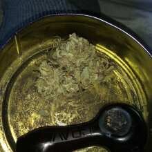 Review Image - 00 Cheese Auto Feminised Seeds - 5