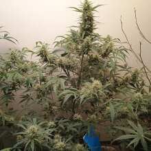 Review Image - Big Devil XL Auto Feminised Seeds - 3