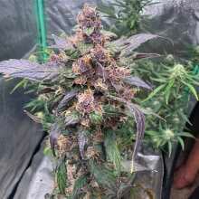 Review Image - C4 Auto Feminised Seeds - 3