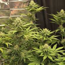 Review Image - All Gas OG Feminised Seeds - 5