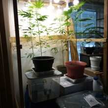 Review Image - Blueberry Auto Feminised Seeds - 3