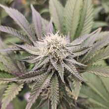 Review Image - Wonka's Vineyard Feminised Seeds - 5
