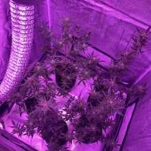 Review Image - Lemon Pie Auto Feminised Seeds - 5