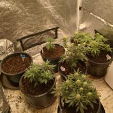 Review Image - Top Gun Auto Feminised Seeds - 5 + 2