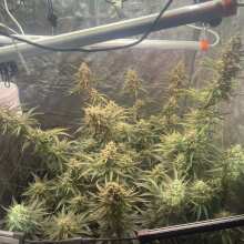 Review Image - Sour Diesel Auto Feminised Seeds