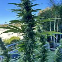 Review Image - California Indica Feminised Seeds - 5