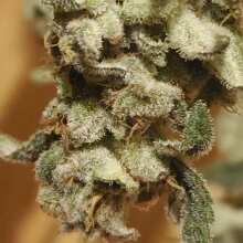 Review Image - Gorilla Girl Feminised Seeds - 5