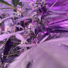 Review Image - Amnesia Zkittlez Auto Feminised Seeds - 3