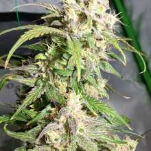 Review Image - Super Lemon Haze Auto Feminised Seeds - 3