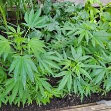 Review Image - Sour Diesel Auto Feminised Seeds