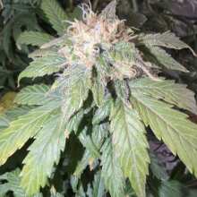 Image de révision - Green Crack Auto Feminised Seeds - 3