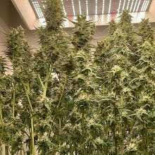 Review Image - Vanilla Latte Auto Feminised Seeds - 5