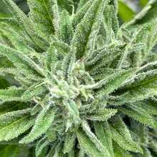 Review Image - Blue Dream Auto Feminised Seeds - 3