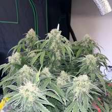 Review Image - Green Crack Auto Feminised Seeds - 5