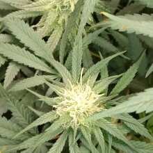 Image de révision - Acapulco Gold Feminised Seeds - 10