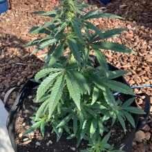 Review Image - Blueberry Pie F1 Fast Feminized Seeds