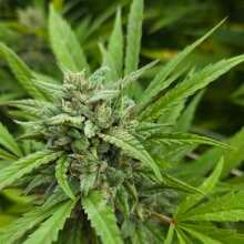 Review Image - Cali Critical Mass Feminised Seeds - 3