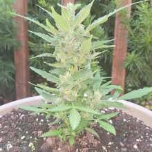 Review Image - Californian Snow Auto Feminised Seeds - 3