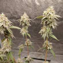 Review Image - Original Sour Diesel Feminised Seeds - 6
