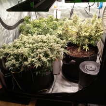 Review Image - The White OG Feminised Seeds