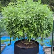 Review Image - Cali Critical Mass Feminised Seeds - 3