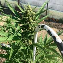 Review Image - Alaskan Diesel Auto Feminised Seeds - 3