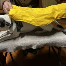 Review Image - Koldpwoof Heated Dog Vest Yellow / S / B25A