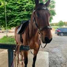 Beoordelingsafbeelding - F.R.A. Hackamore Imperial Softleder Zรผgel Havanna XXWarmblut