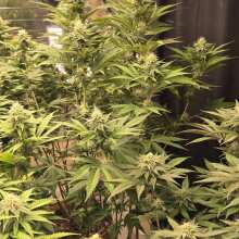 Review Image - All Gas OG Feminised Seeds - 5