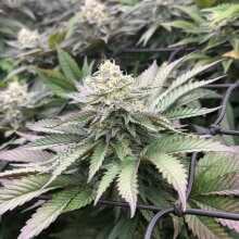 Review Image - White Widow Feminised Seeds - 5