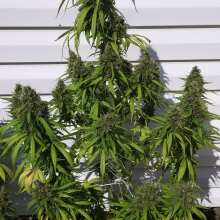 Review Image - Blueberry Auto Feminised Seeds - 5