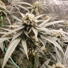 Review Image - Blueberry Feminised Seeds - 5