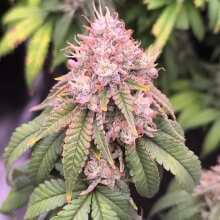 Review Image - Hella Jelly (formerly Jelly Rancher) Feminised Seeds - 5