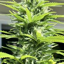 Review Image - California Indica Feminised Seeds - 5